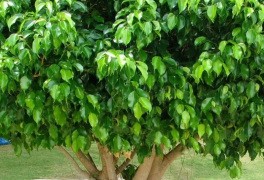 FICUS