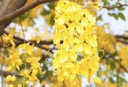 CÁSSIA-CHUVA-DE-OURO