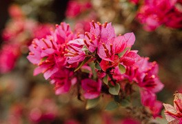 BOUGAINVILLE